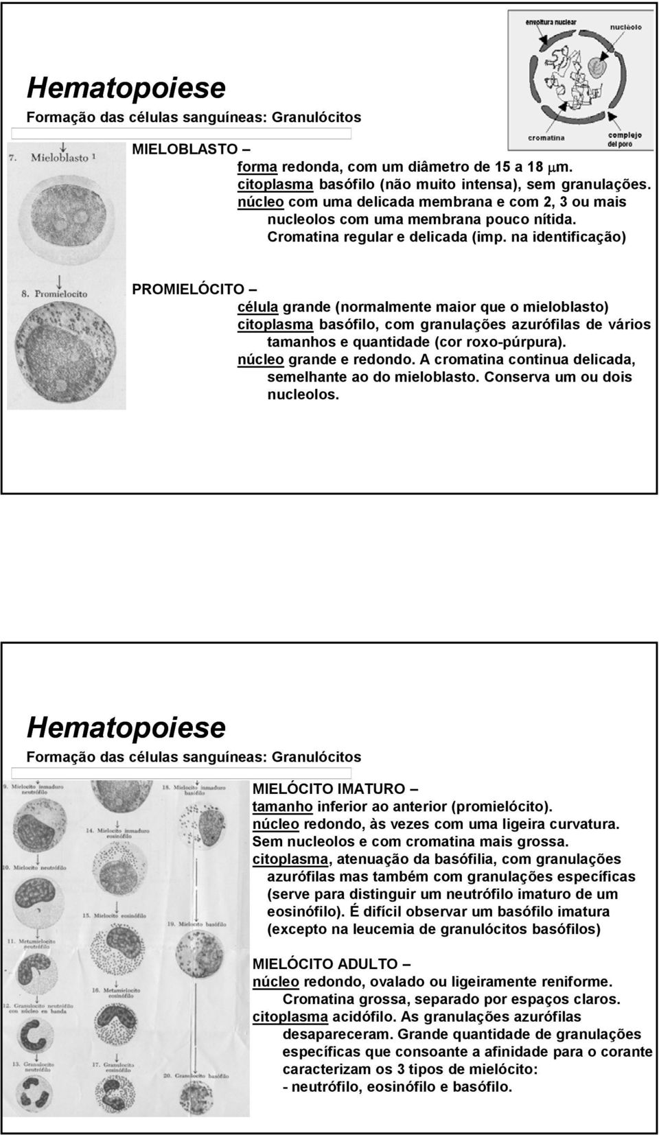 na identificação) PROMIELÓCITO célula grande (normalmente maior que o mieloblasto) citoplasma basófilo, com granulações azurófilas de vários tamanhos e quantidade (cor roxo-púrpura).