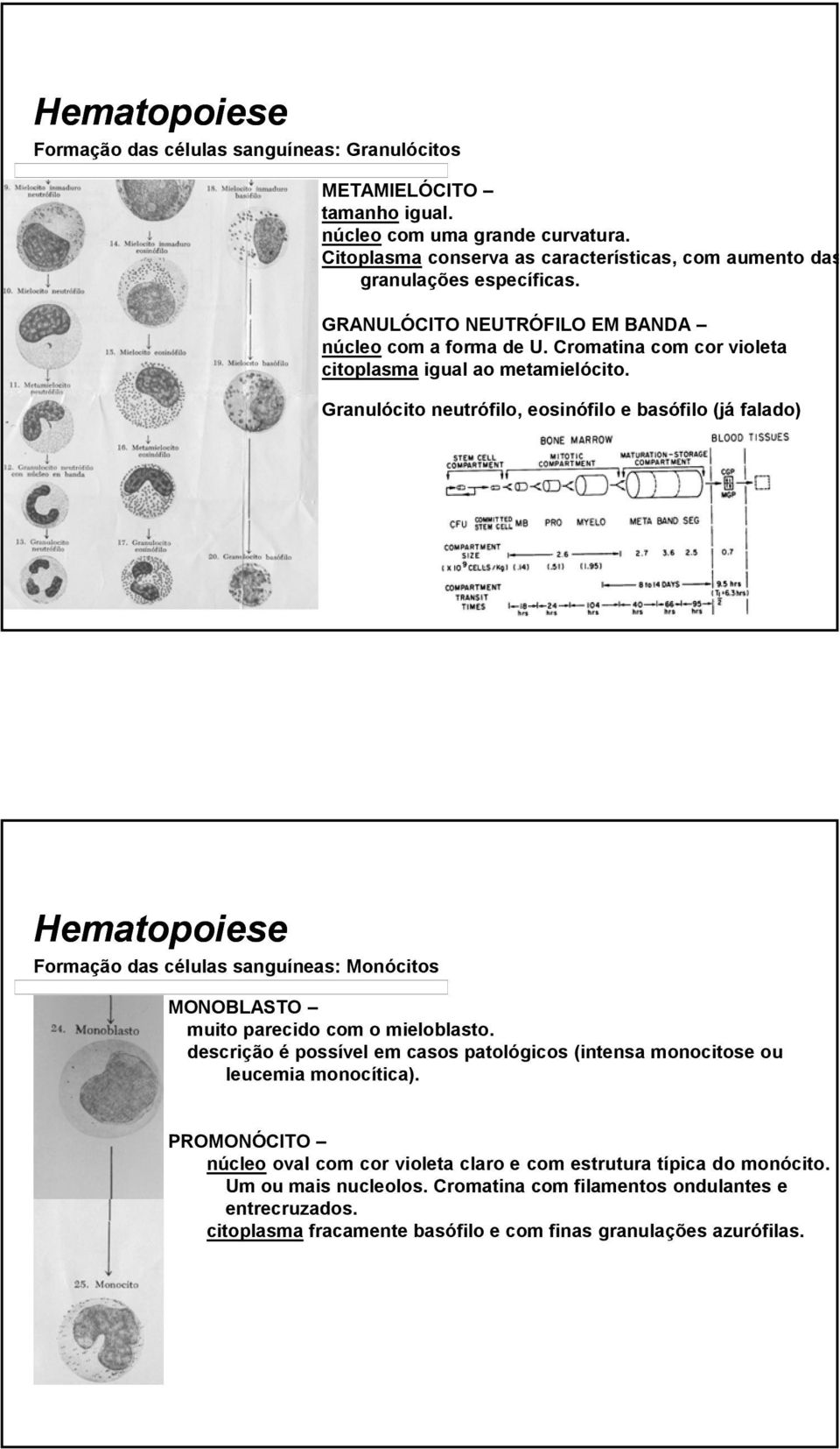 Granulócito neutrófilo, eosinófilo e basófilo (já falado) Monócitos MONOBLASTO muito parecido com o mieloblasto.