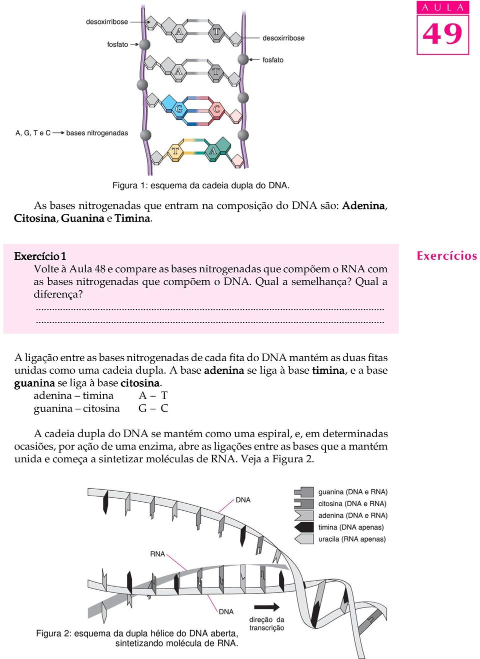 Exercícios A ligação entre as bases nitrogenadas de cada fita do DNA mantém as duas fitas unidas como uma cadeia dupla. A base adenina se liga à base timina, e a base guanina se liga à base citosina.