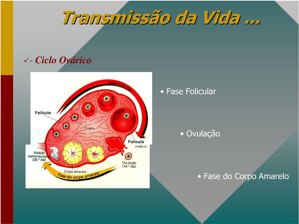 Fase Folicular