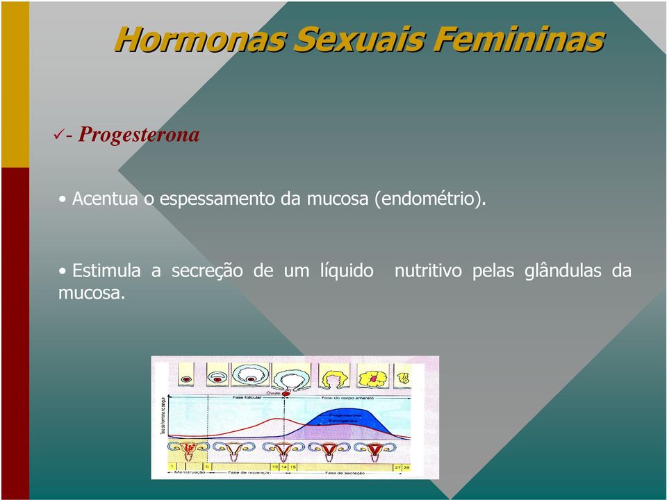 mucosa (endométrio).