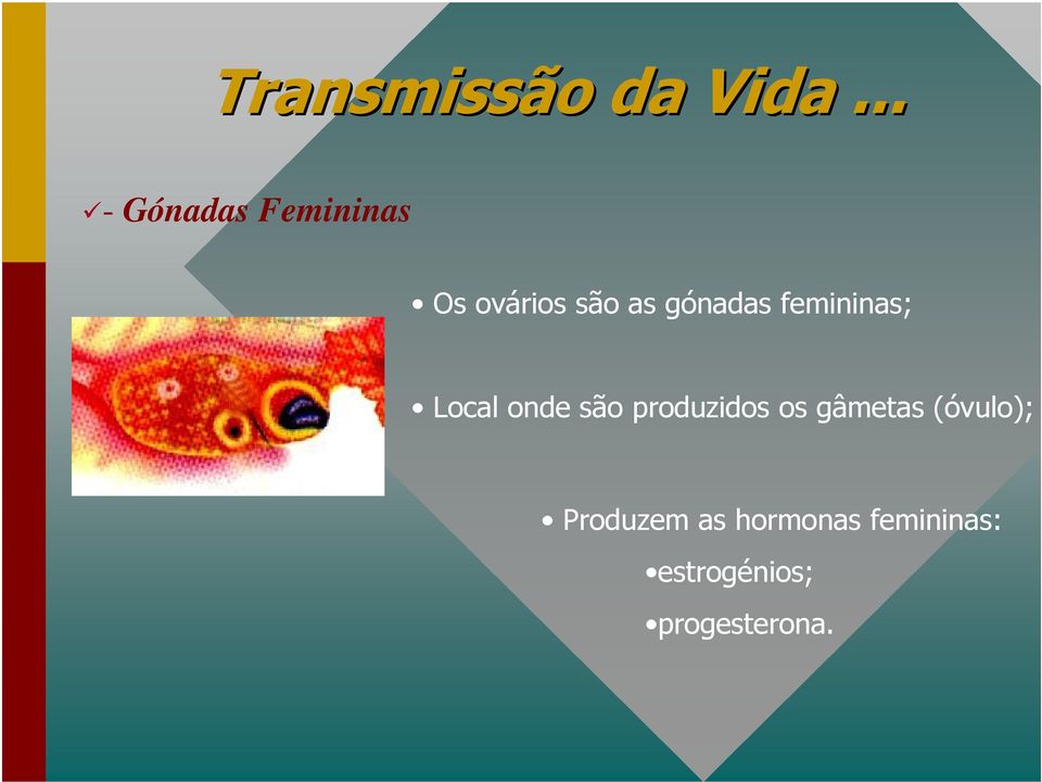 gónadas femininas; Local onde são produzidos