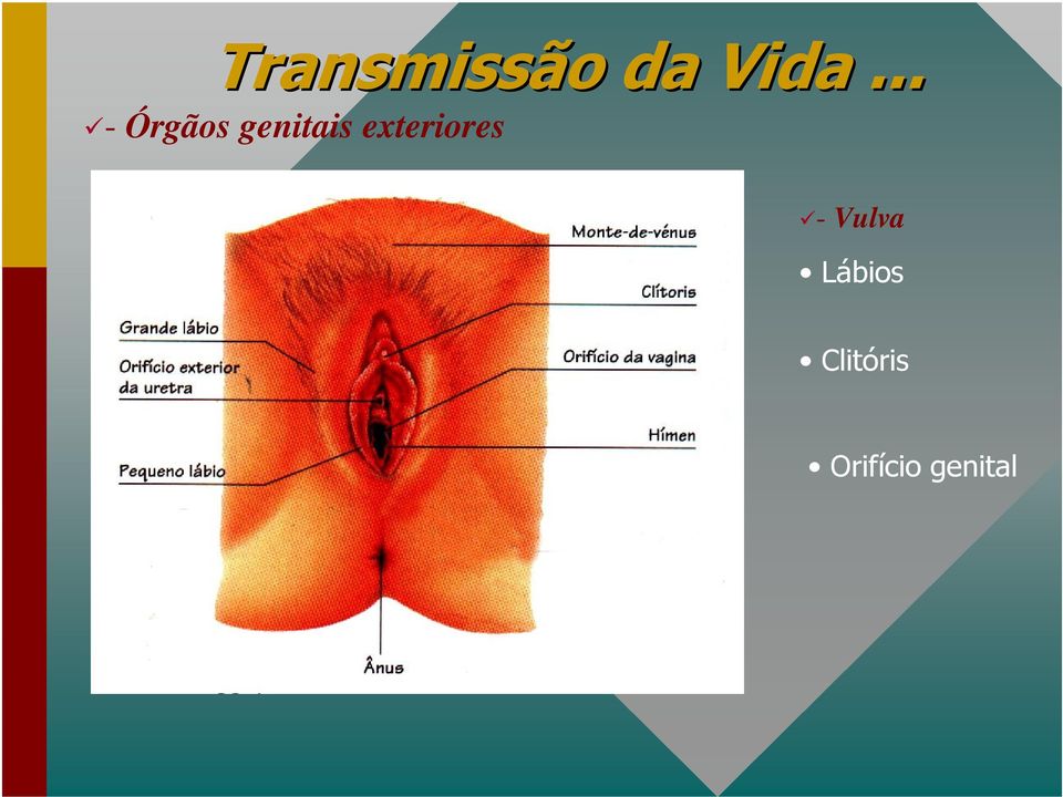 exteriores - Vulva