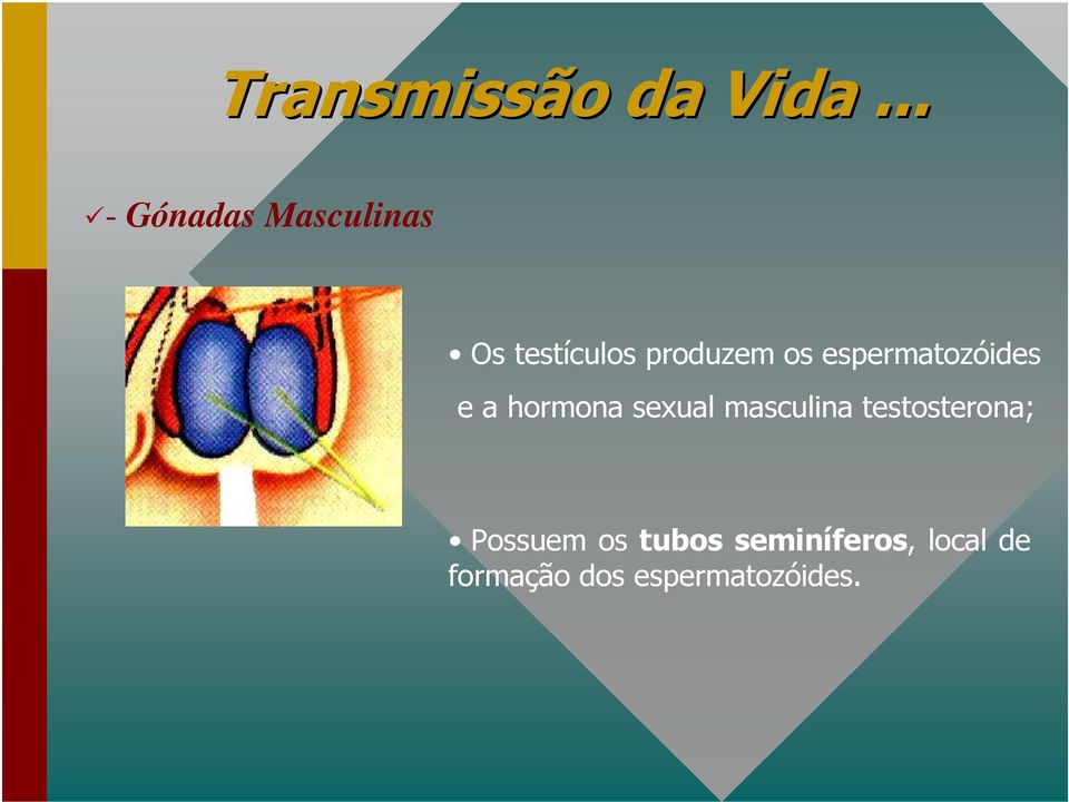 espermatozóides e a hormona sexual masculina