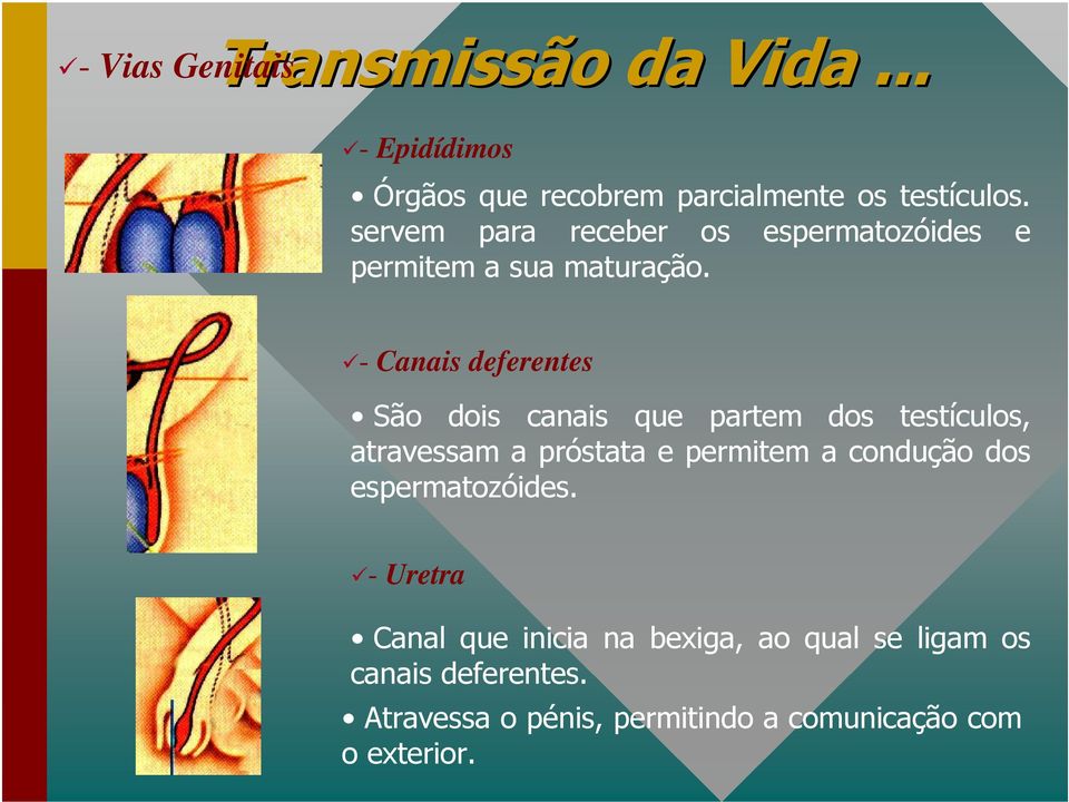 - Canais deferentes São dois canais que partem dos testículos, atravessam a próstata e permitem a condução