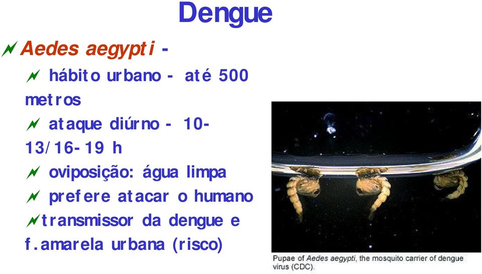 oviposição: água limpa prefere atacar o