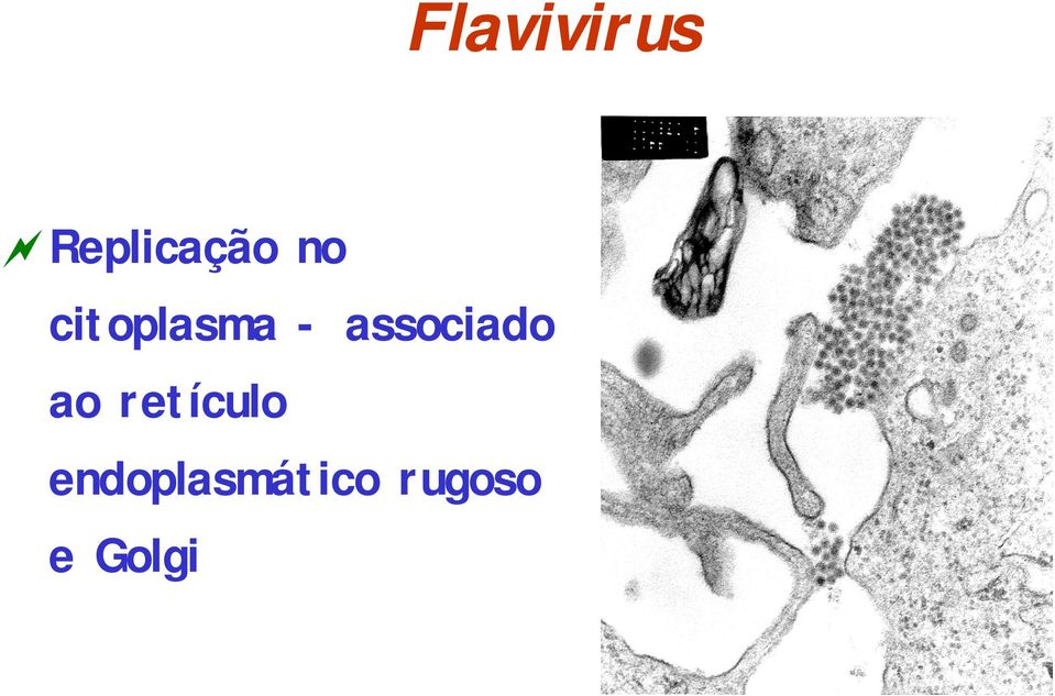 associado ao retículo