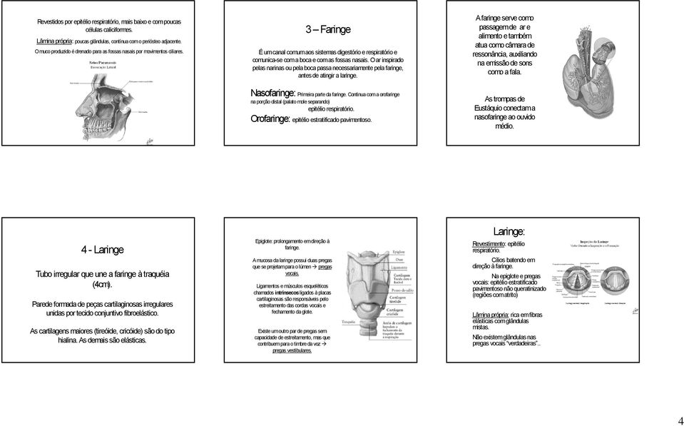 O ar inspirado pelas narinas ou pela boca passa necessariamente pela faringe, antes de atingir a laringe. Nasofaringe: Primeira parte da faringe.