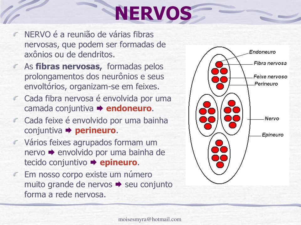 Cada fibra nervosa é envolvida por uma camada conjuntiva endoneuro. Cada feixe é envolvido por uma bainha conjuntiva perineuro.