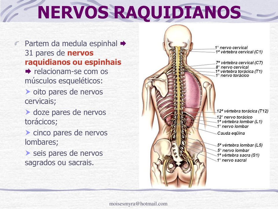 esqueléticos: oito pares de nervos cervicais; doze pares de nervos
