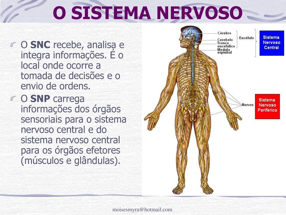 O SNP carrega informações dos órgãos sensoriais para o sistema nervoso