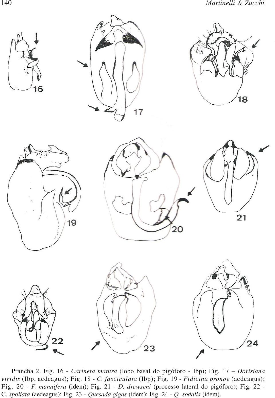 19 - Fidicina pronoe (aedeagus); Fig. 20 - F. mannifera (idem); Fig. 21 - D.