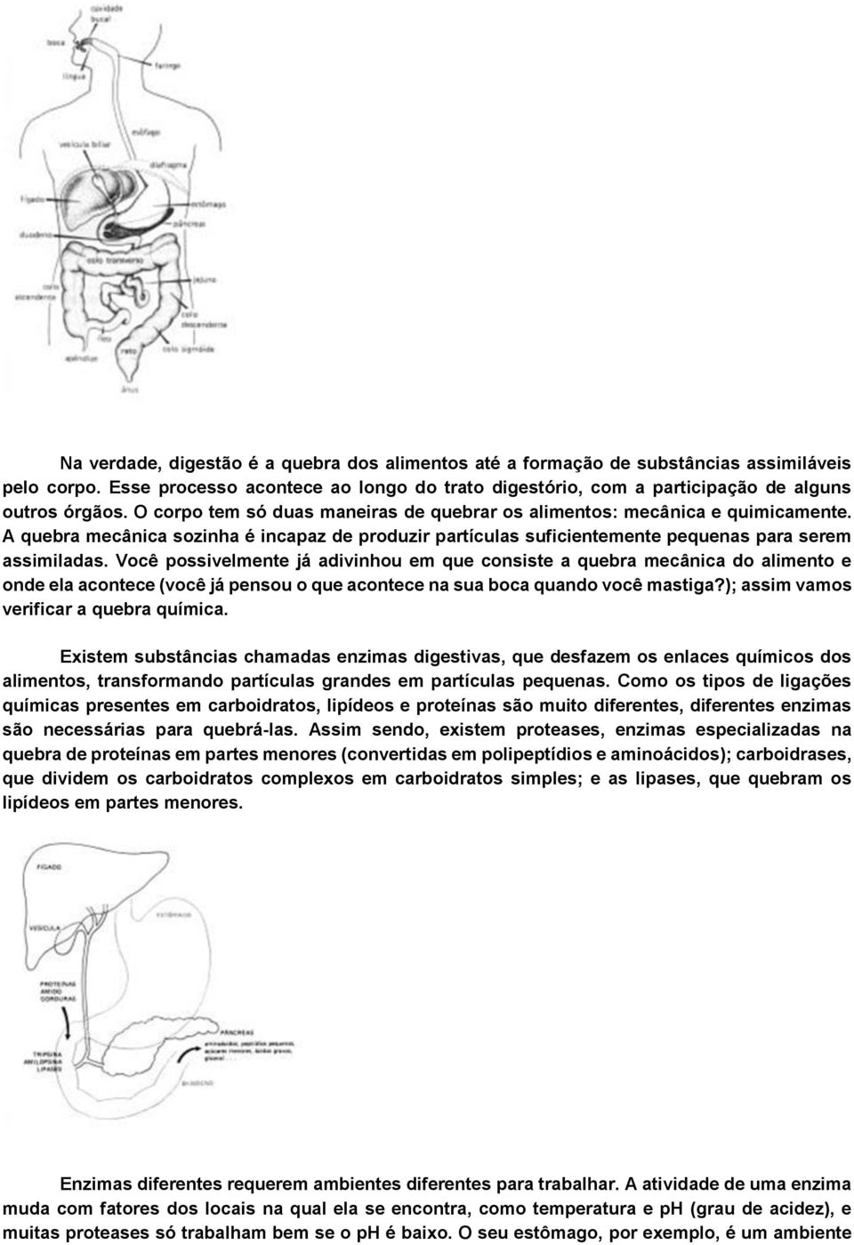 Você possivelmente já adivinhou em que consiste a quebra mecânica do alimento e onde ela acontece (você já pensou o que acontece na sua boca quando você mastiga?