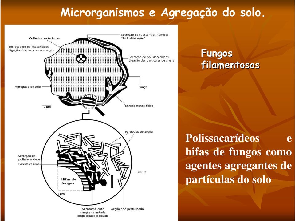 Polissacarídeos e hifas de fungos