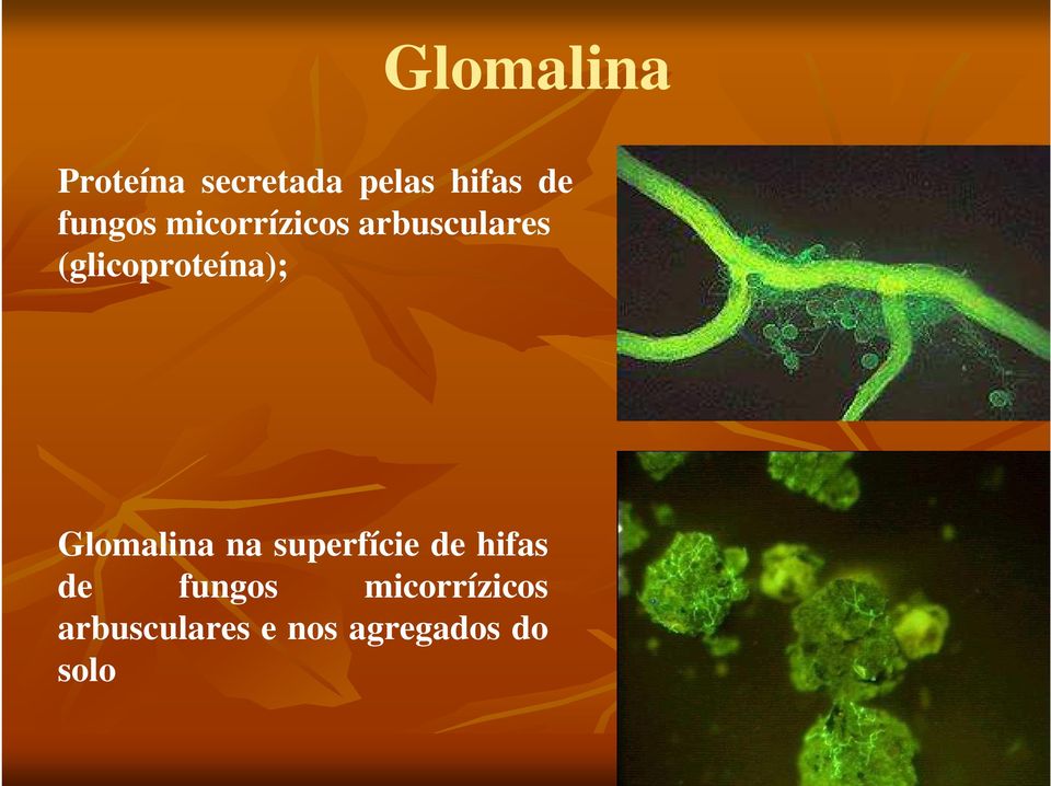 (glicoproteína); Glomalina na superfície de