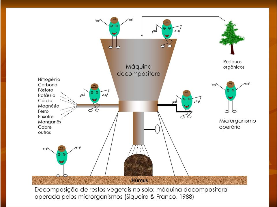 Microrganismo operário MS Húmus Decomposição de restos vegetais no solo: