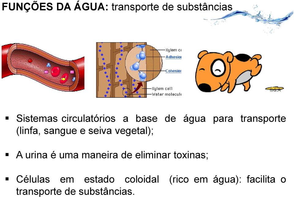 seiva vegetal); A urina é uma maneira de eliminar toxinas;