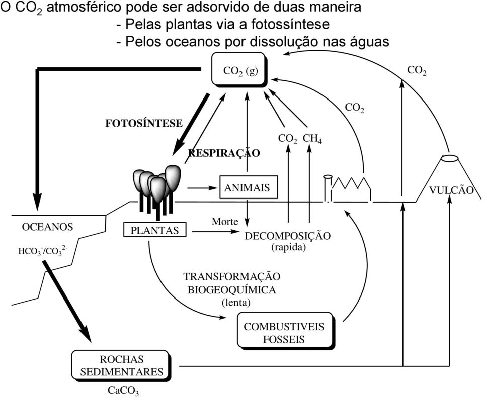 RESPIRAÇÃO CO 2 CH 4 ANIMAIS VULCÃO OCEANOS HCO 3 - /CO 3 2- PLANTAS Morte