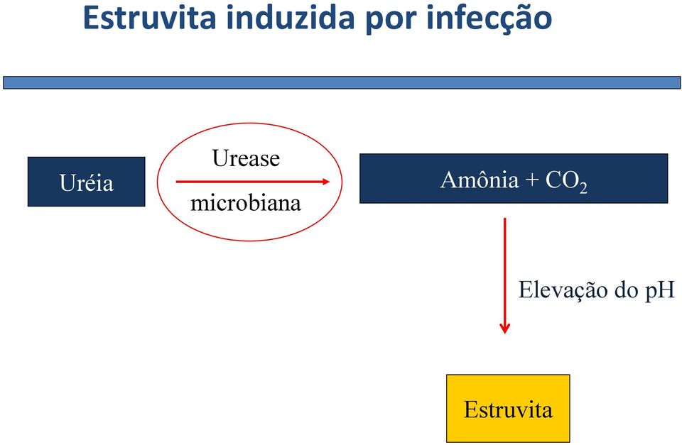 microbiana Amônia + CO