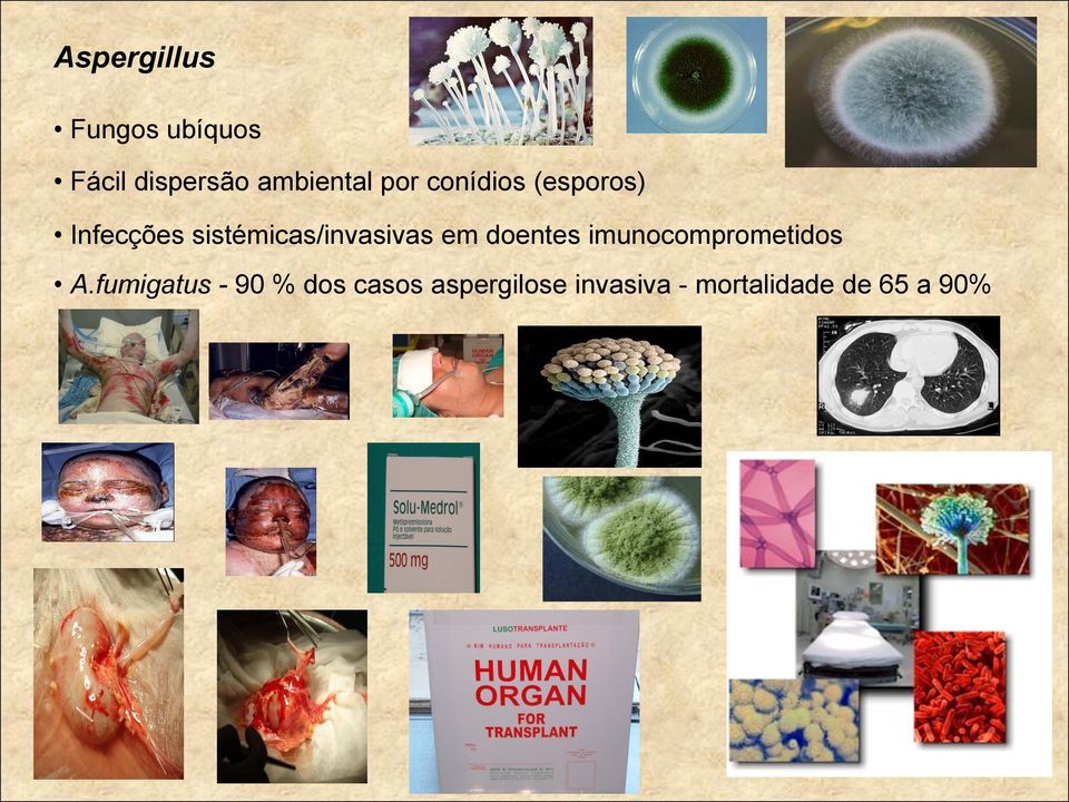 sistémicas/invasivas em doentes imunocomprometidos A.