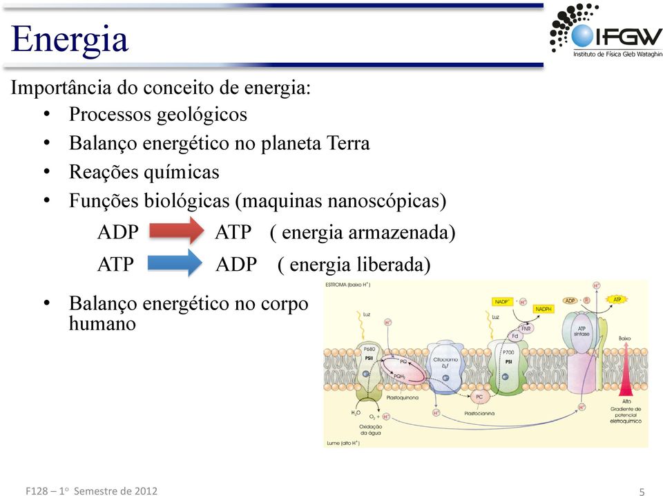 Funções biológicas (maquinas nanoscópicas) ADP ATP ATP ADP