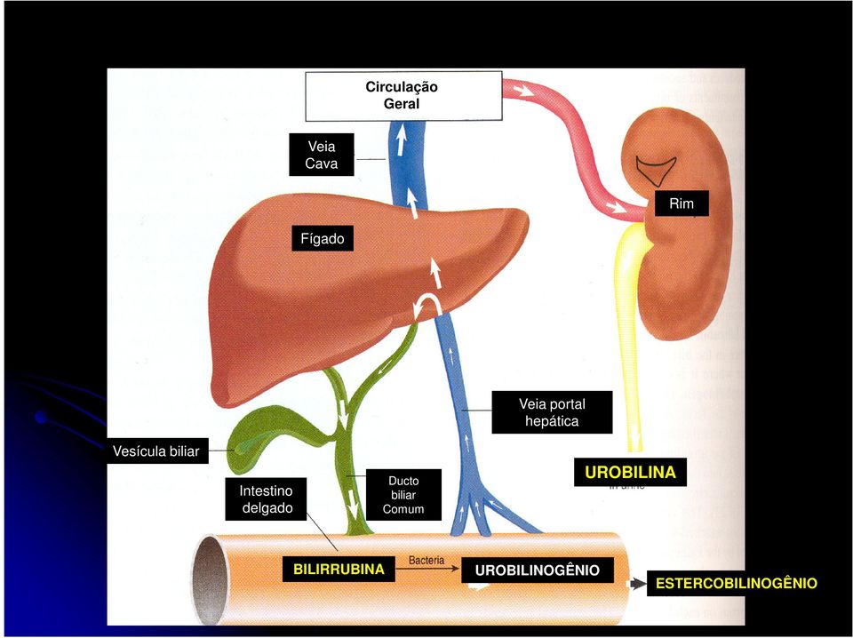 Intestino delgado Ducto biliar Comum