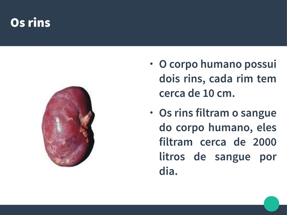 Os rins filtram o sangue do corpo