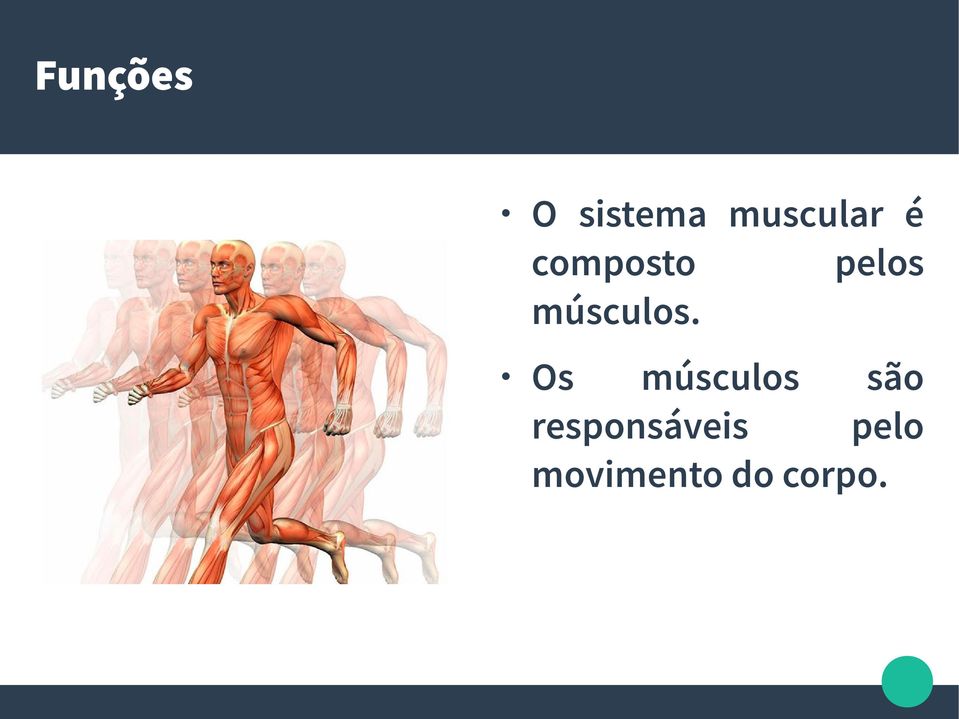 Os músculos são