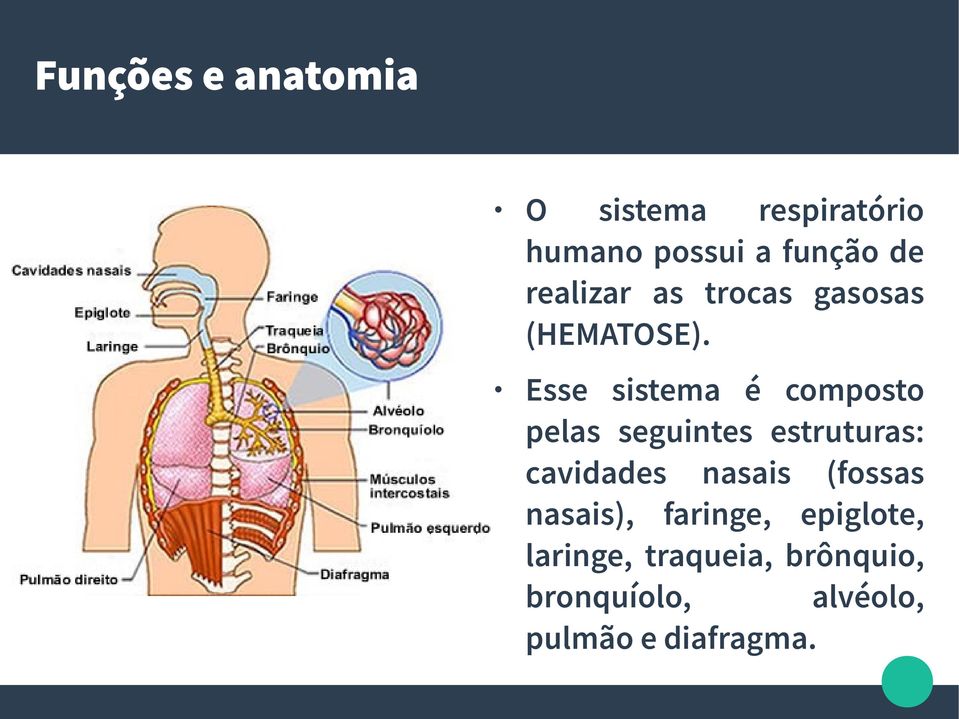 Esse sistema é composto pelas seguintes estruturas: cavidades nasais