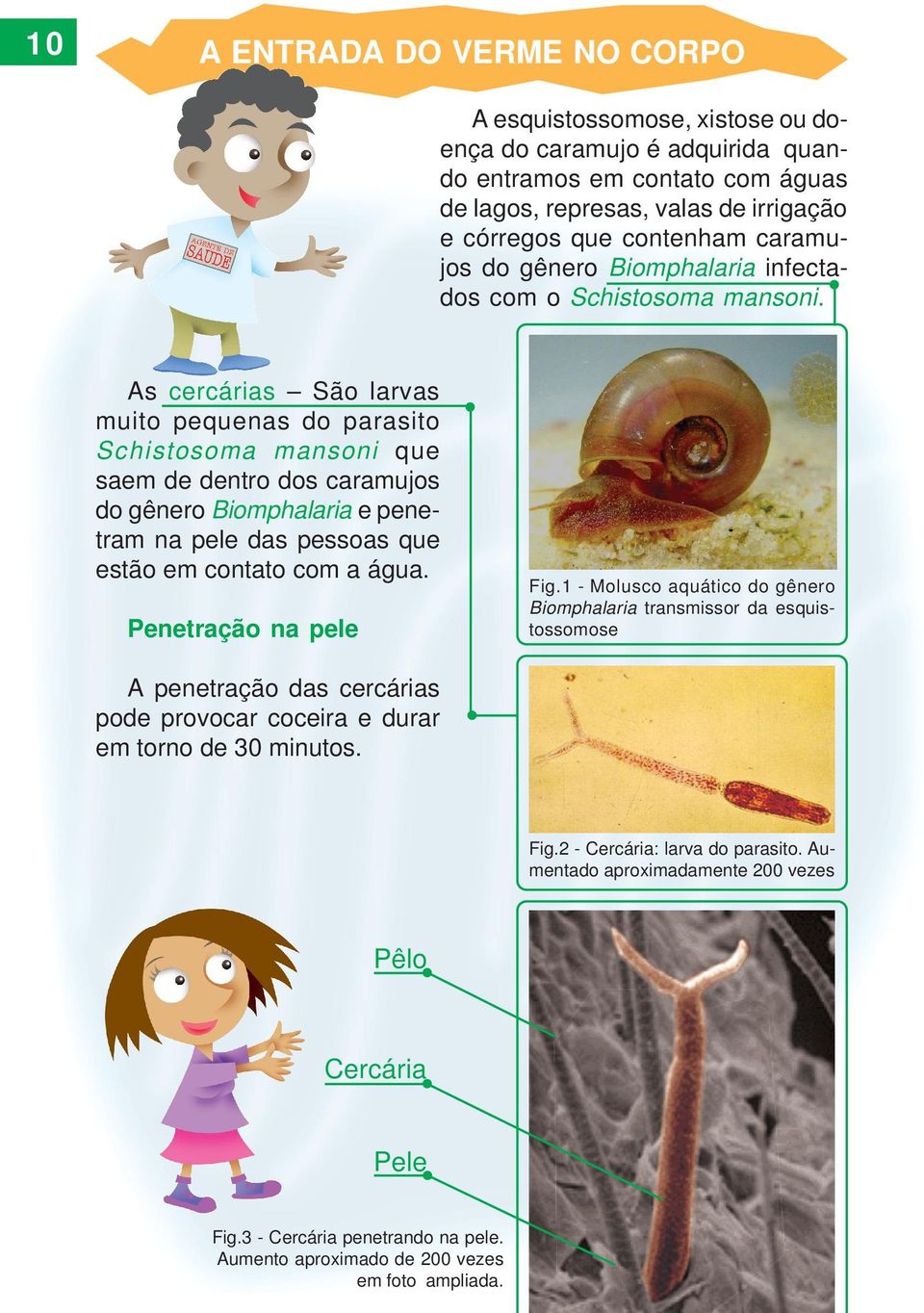 As cercárias São larvas muito pequenas do parasito Schistosoma mansoni que saem de dentro dos caramujos do gênero Biomphalaria e penetram na pele das pessoas que estão em contato com a água.
