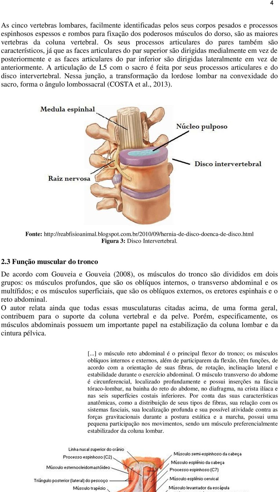 Os seus processos articulares do pares também são característicos, já que as faces articulares do par superior são dirigidas medialmente em vez de posteriormente e as faces articulares do par