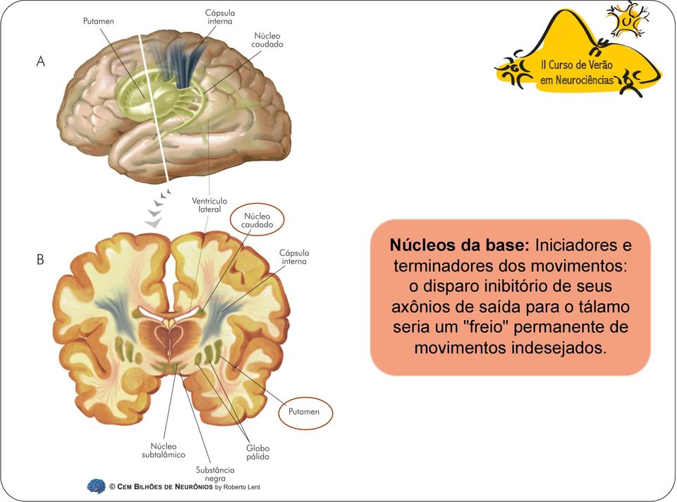 seus axônios de saída para o tálamo seria