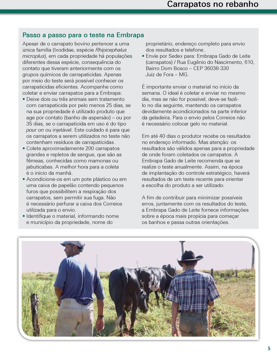 Acompanhe como coletar e enviar carrapatos para a Embrapa: Deixe dois ou três animais sem tratamento com carrapaticida por pelo menos 25 dias, se na sua propriedade é utilizado produto que age por