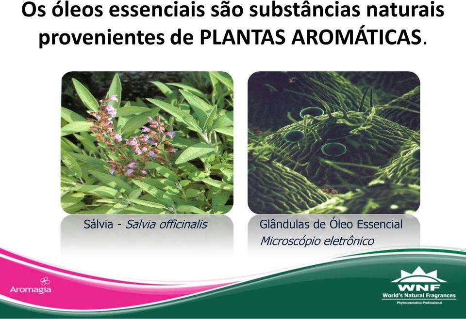 AROMÁTICAS.