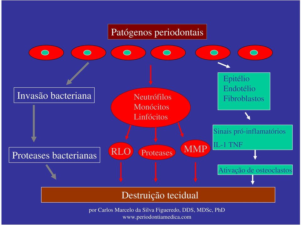 Sinais pró-inflamatórios Proteases bacterianas RLO