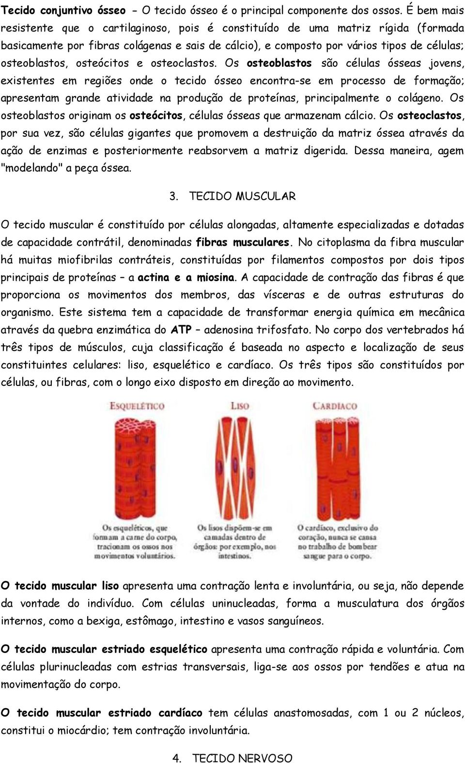 osteócitos e osteoclastos.