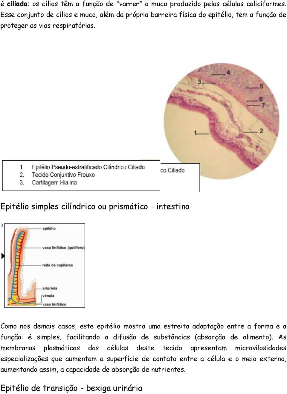 Epitélio simples cilíndrico ou prismático - intestino Como nos demais casos, este epitélio mostra uma estreita adaptação entre a forma e a função: é simples, facilitando a