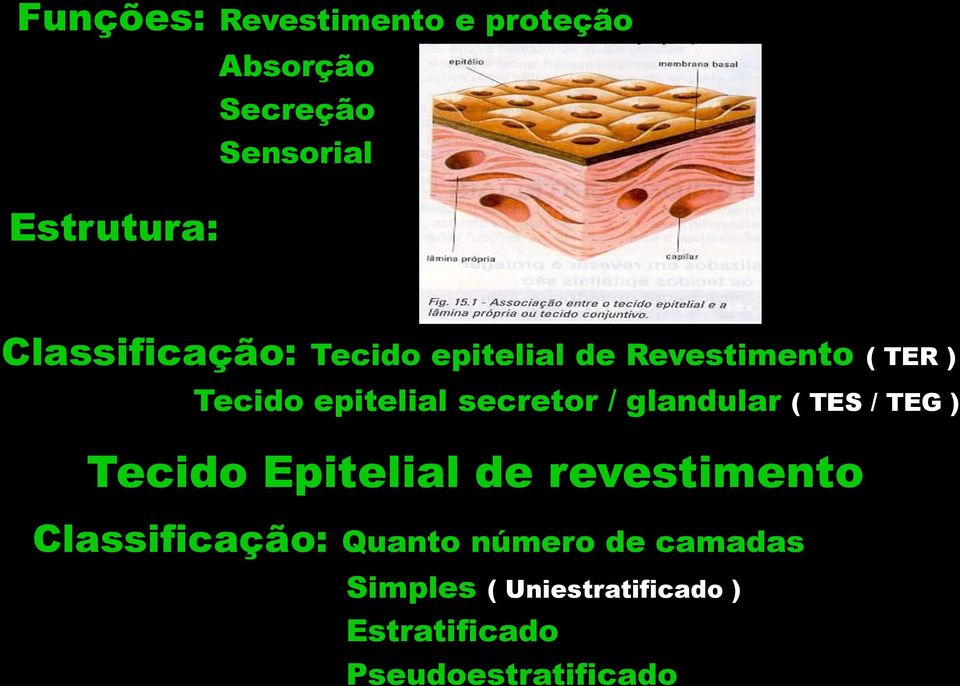 secretor / glandular ( TES / TEG ) Tecido Epitelial de revestimento