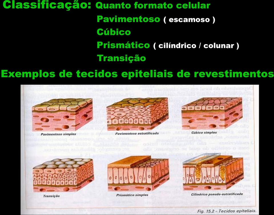 Prismático ( cilíndrico / colunar )