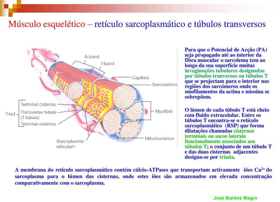 O lúmen de cada túbulo T está cheio com fluido extracelular.