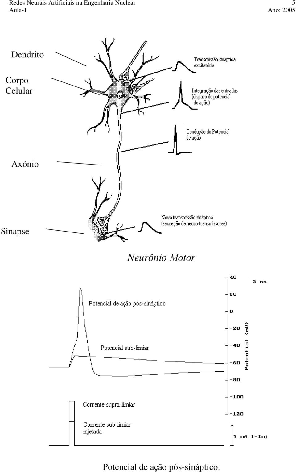 Corpo Celular Axônio Sinapse