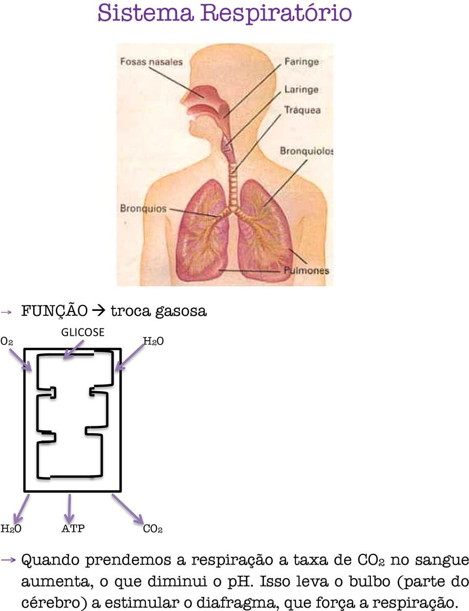 sangue aumenta, o que diminui o ph.