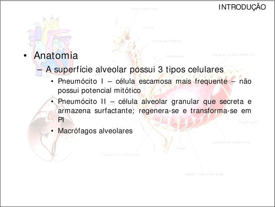 mitótico Pneumócito II célula alveolar granular que secreta e