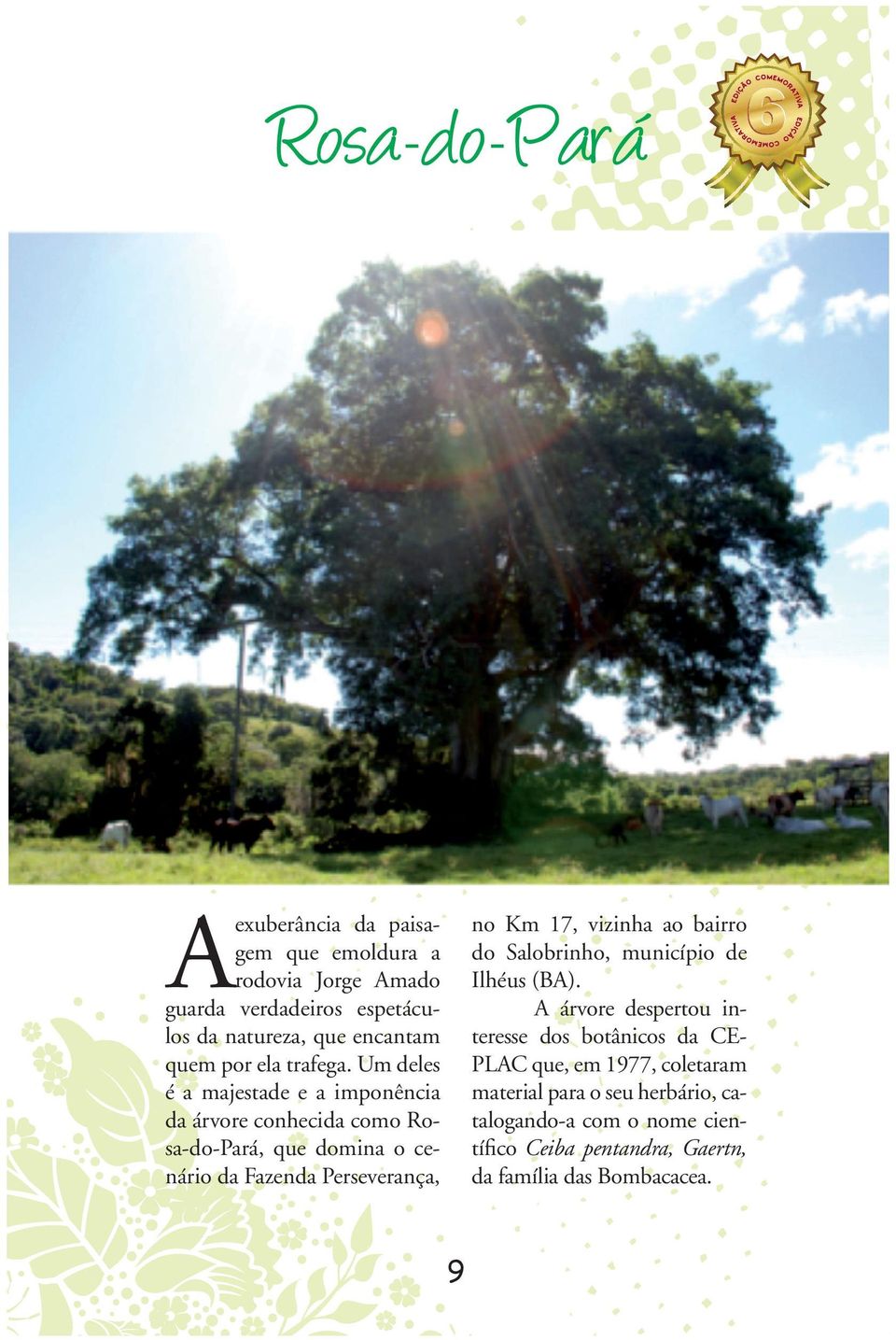 Um deles é a majestade e a imponência da árvore conhecida como Rosa-do-Pará, que domina o cenário da Fazenda Perseverança, no Km 17,