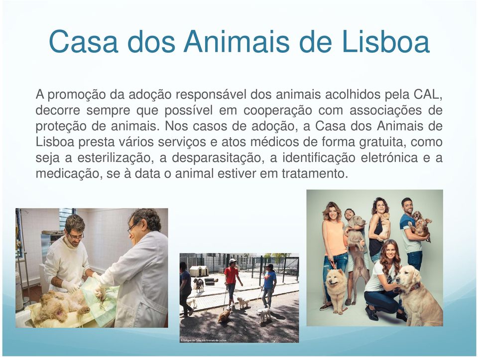 Nos casos de adoção, a Casa dos Animais de Lisboa presta vários serviços e atos médicos de forma