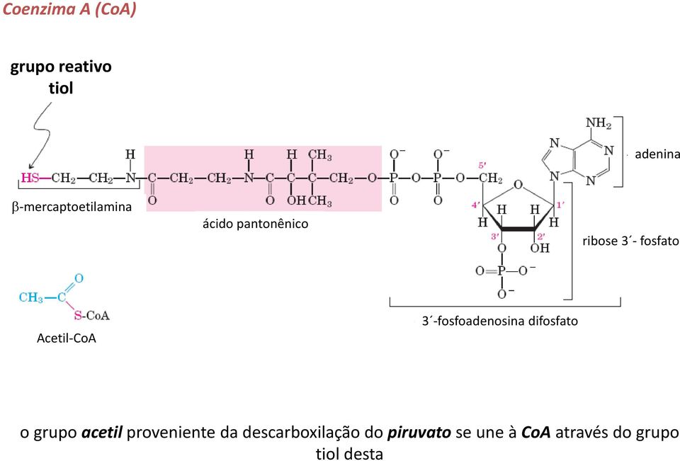 Acetil-CoA 3 -fosfoadenosina difosfato o grupo acetil