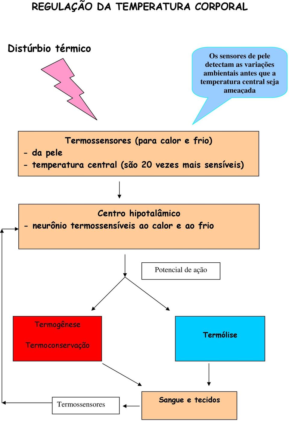 pele - temperatura central (são 20 vezes mais sensíveis) Centro hipotalâmico - neurônio