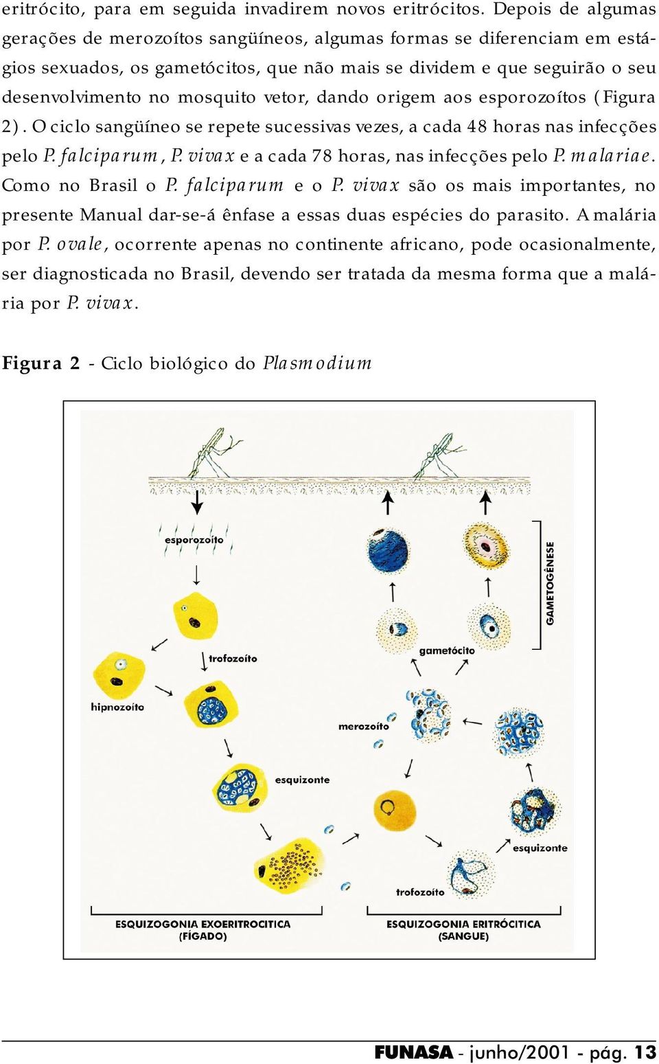 vetor, dando origem aos esporozoítos (Figura 2). O ciclo sangüíneo se repete sucessivas vezes, a cada 48 horas nas infecções pelo P. falciparum, P. vivax e a cada 78 horas, nas infecções pelo P.