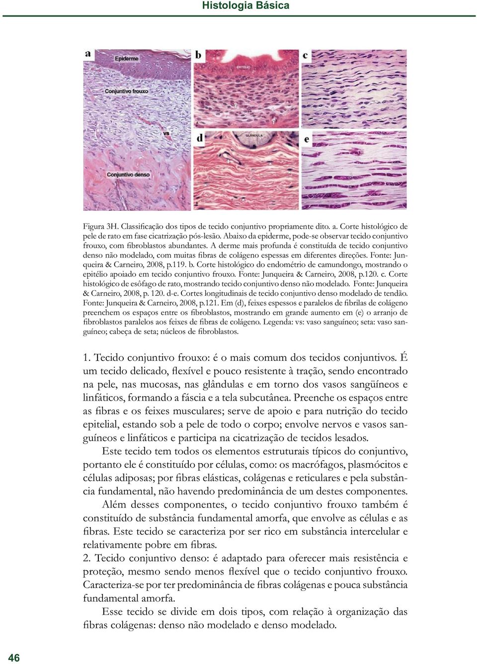 A derme mais profunda é constituída de tecido conjuntivo denso não modelado, com muitas fibras de colágeno espessas em diferentes direções. Fonte: Junqueira & Carneiro, 2008, p.119. b.