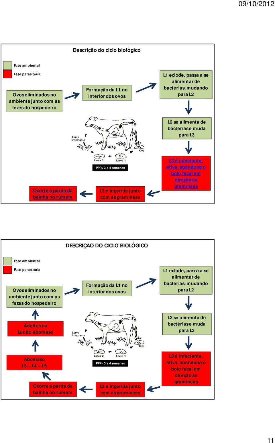 fecal em direção às gramíneas DESCRIÇÃO DO CICLO BIOLÓGICO Fase ambiental Fase parasitária Ovos eliminados no ambiente junto com as fezes do hospedeiro Adultos na Luz do abomaso Formação da L1 no